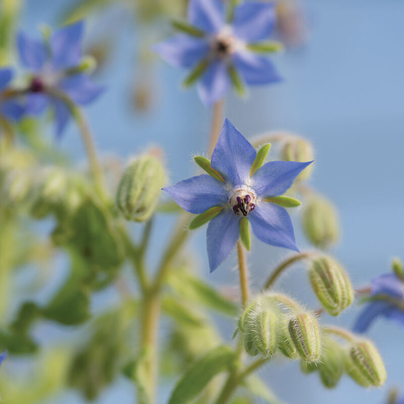 Organic Borage Seed