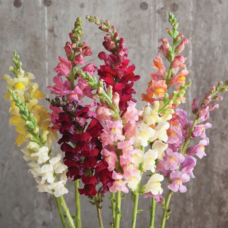 Rocket Mix
(F1) Snapdragon Seed