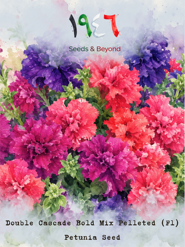 Double Cascade Bold Mix
Pelleted (F1) Petunia Seed