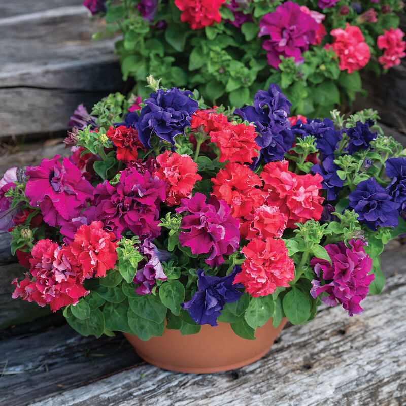 Double Cascade Bold Mix
Pelleted (F1) Petunia Seed