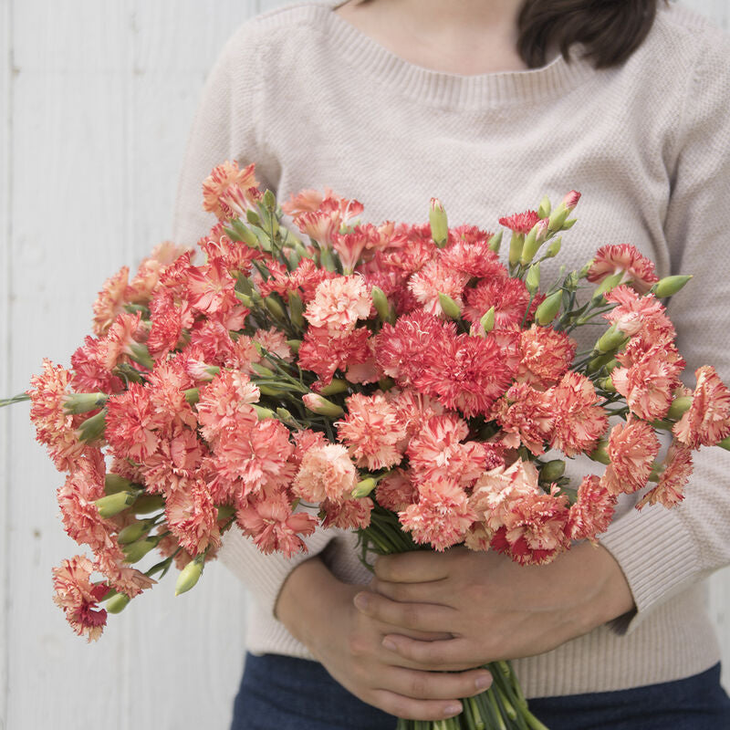 Chabaud Orange Sherbet
Dianthus Seed