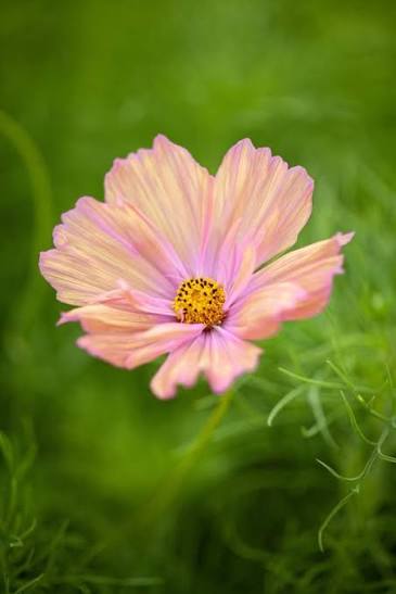 Apricotta Cosmos