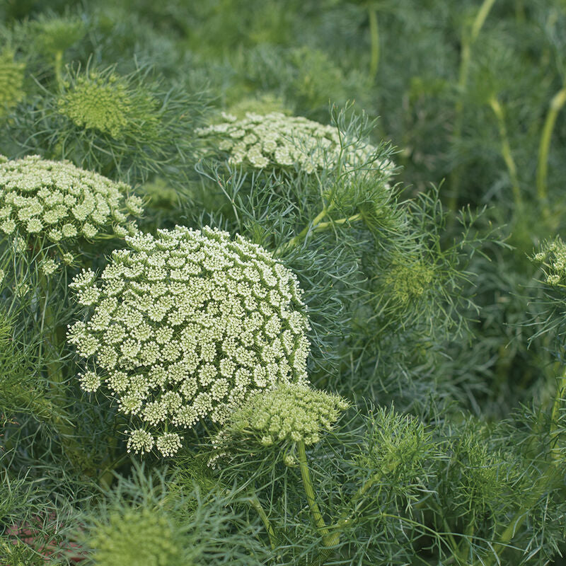 Green Mist
Ammi Seed