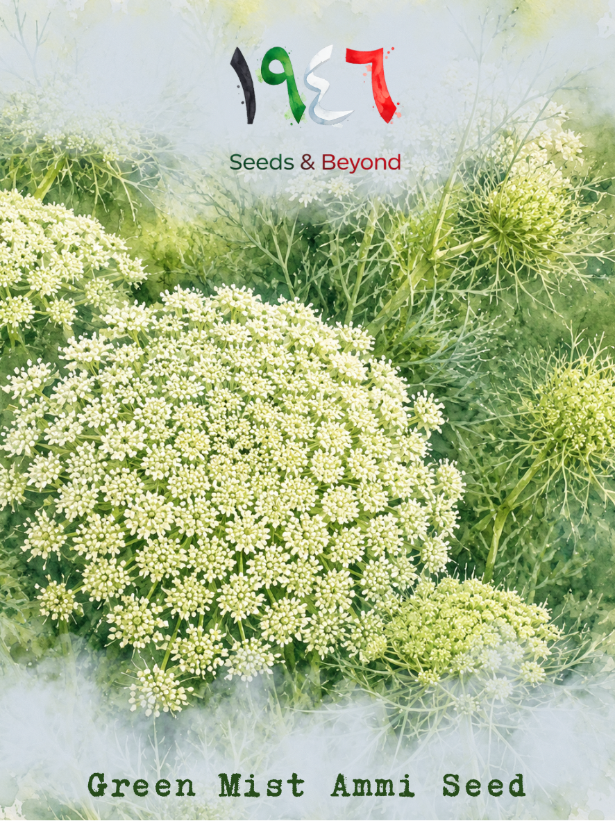 Green Mist
Ammi Seed