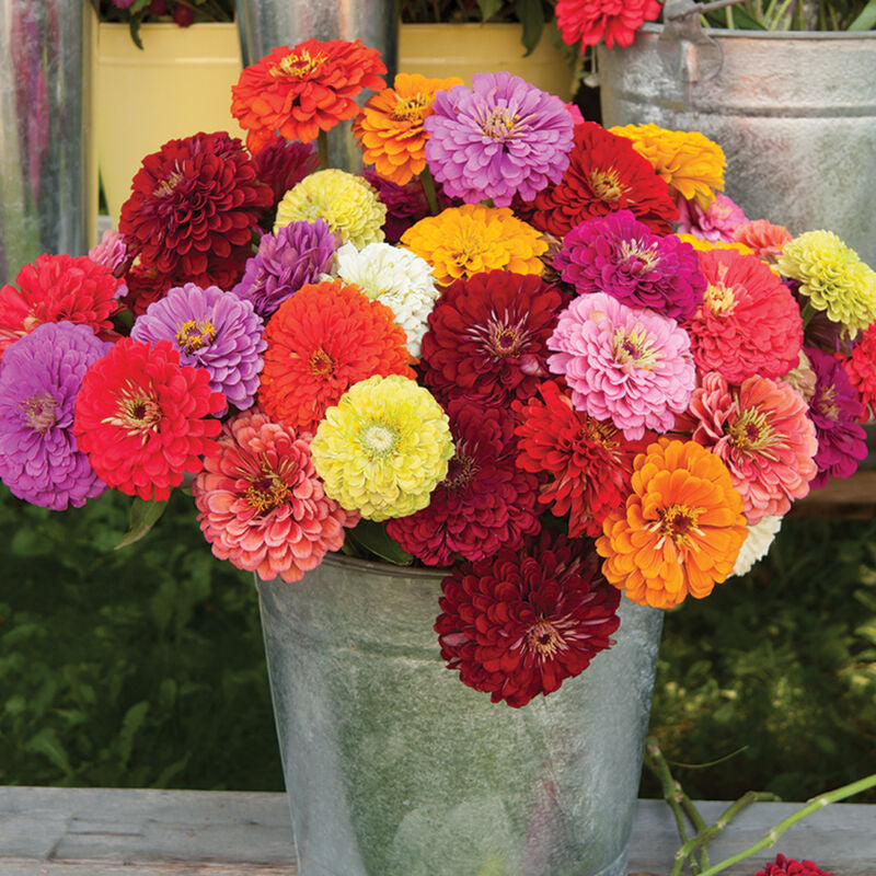 Benary's Giant Mix
Zinnia Seed