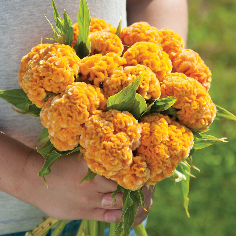 Chief Gold
Celosia Seed