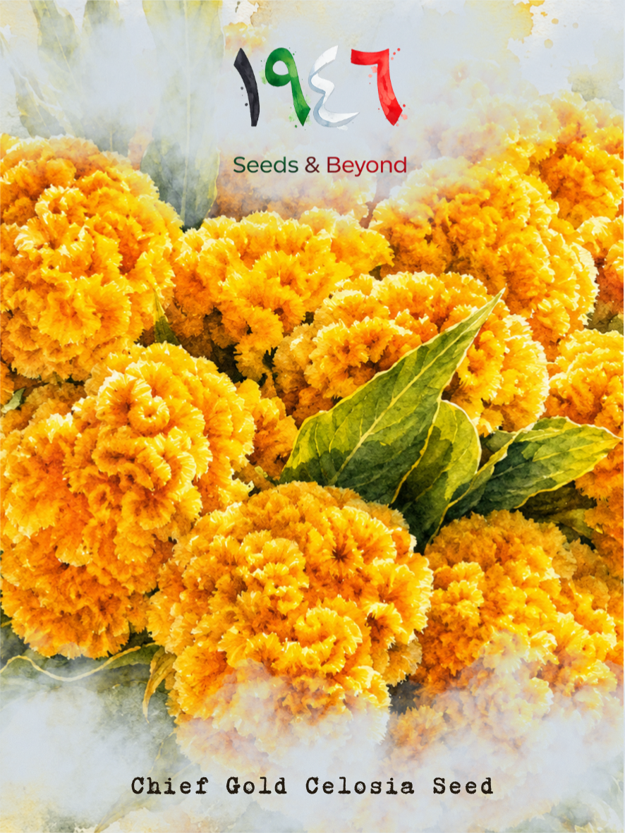 Chief Gold
Celosia Seed