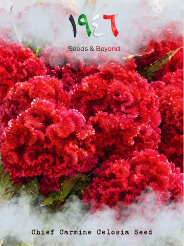 Chief Carmine
Celosia Seed