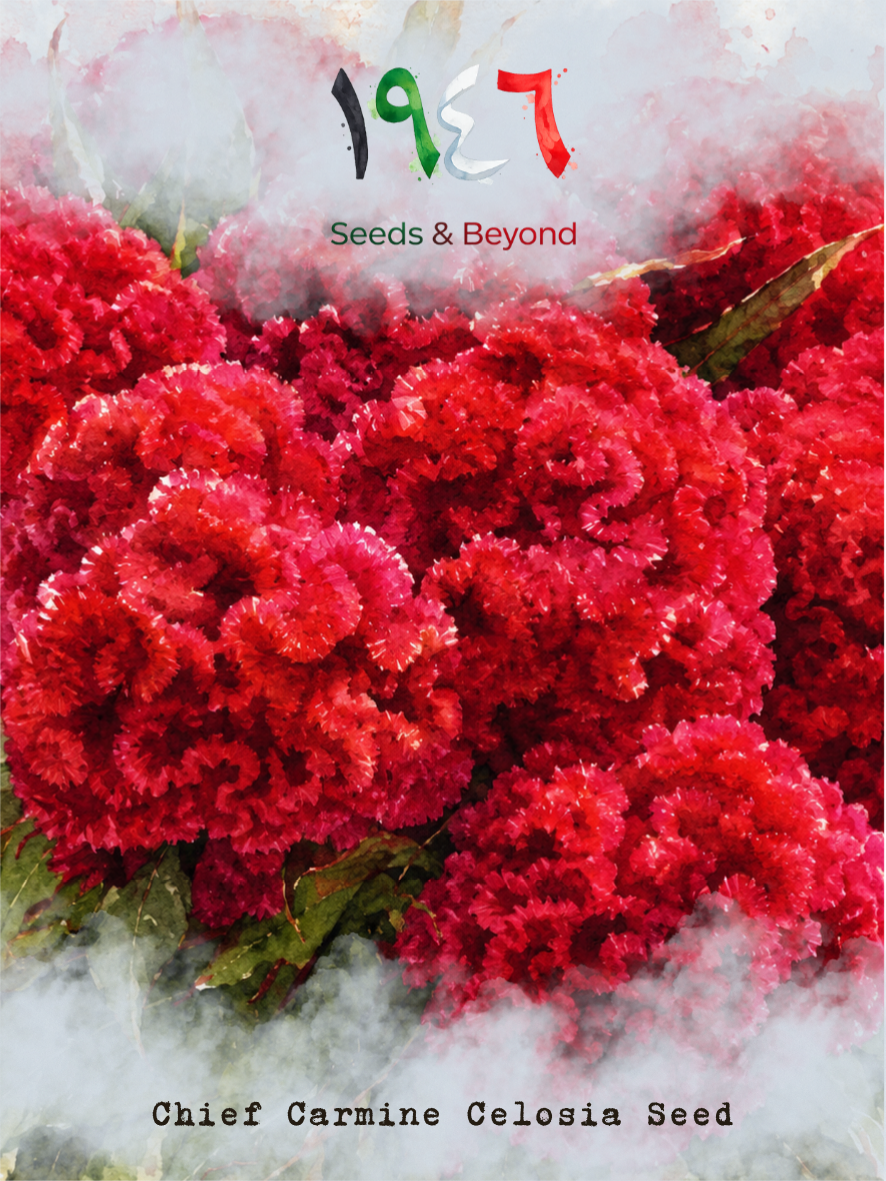 Chief Carmine
Celosia Seed