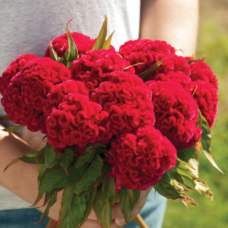 Chief Carmine
Celosia Seed