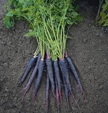 Pusa Asita Black Carrot