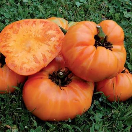 Kellogg’s Breakfast Tomato Seed