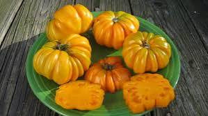 Orange Accordion Tomato Seed
