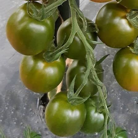 Evil Olive Tomato