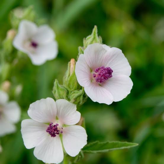 Marshmallow Seed