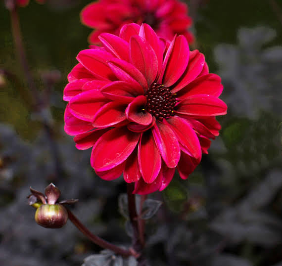 Black Forest Ruby Dahlia