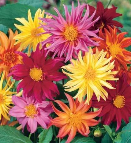 Cactus Flowered Mix Dahlia