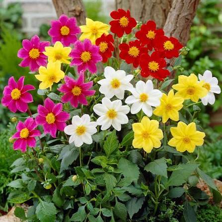 Mignon Single Mix Dahlia