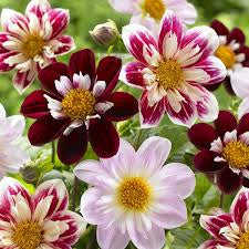 Dandy Improved Dahlia