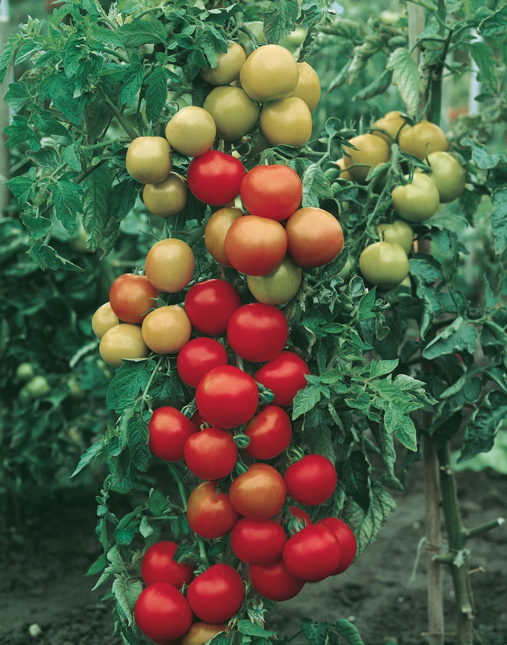 Money Maker Tomato