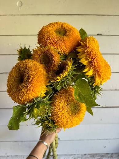 Teacher’s Day Teddy Bear Sunflower