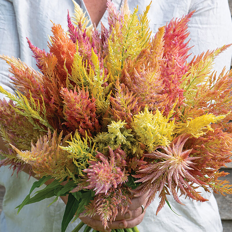 Shimmer
Organic Celosia Seed