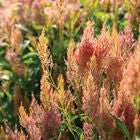 Shimmer
Organic Celosia Seed