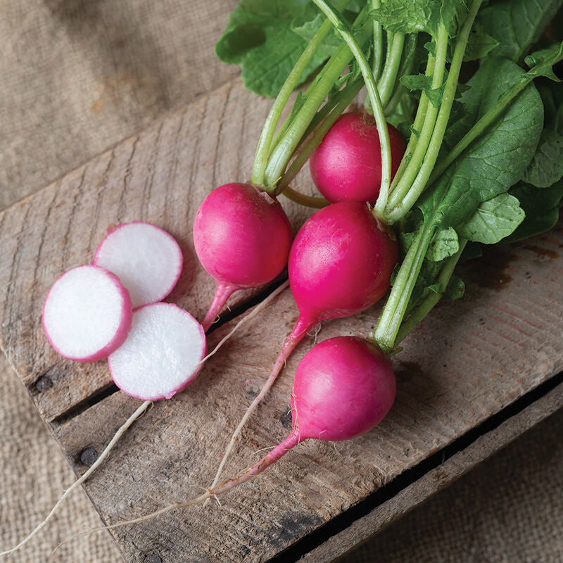 Pink Beauty
Organic Radish Seed