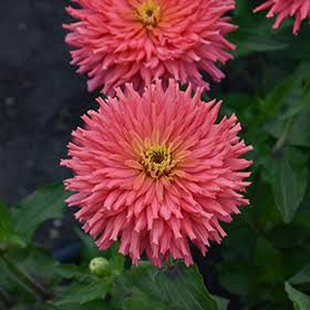 Pink Seniorita Zinnia Seed