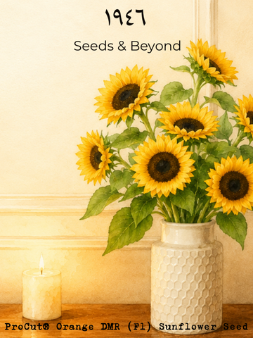 ProCut® Orange DMR (F1) Sunflower Seed