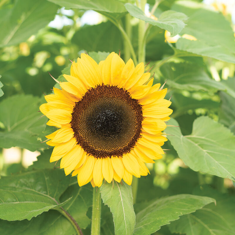 ProCut® Orange DMR (F1) Sunflower Seed
