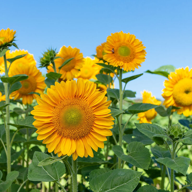 ProCut® Gold Lite DMR
(F1) Sunflower Seed