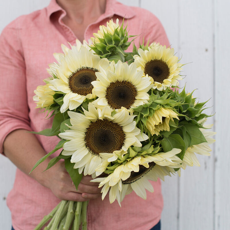 ProCut® White Nite (F1) Sunflower Seed