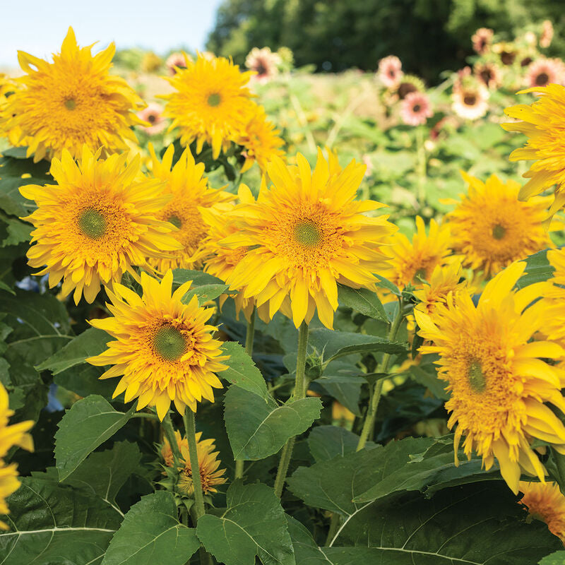 Starburst™ Greenburst DMR
(F1) Sunflower Seed