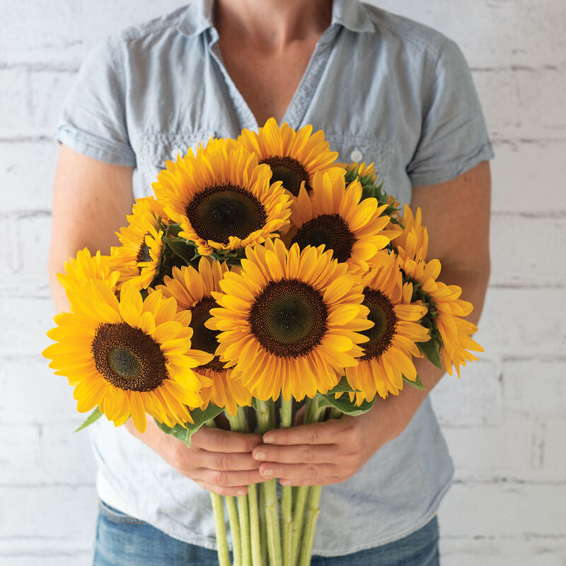 Sunrich Summer Provence
(F1) Sunflower Seed