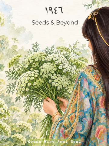 Green Mist
Ammi Seed