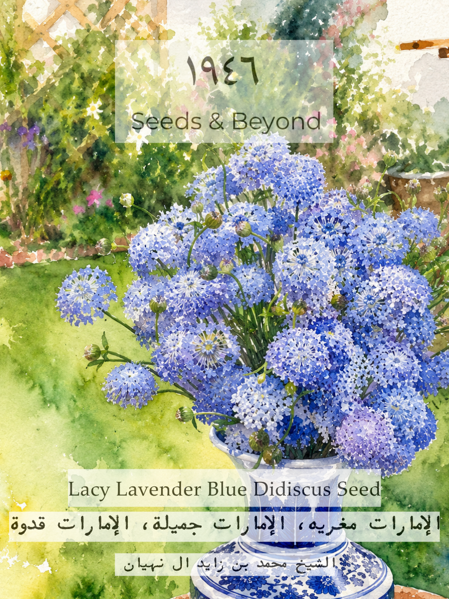 Lacy Lavender Blue
Didiscus Seed