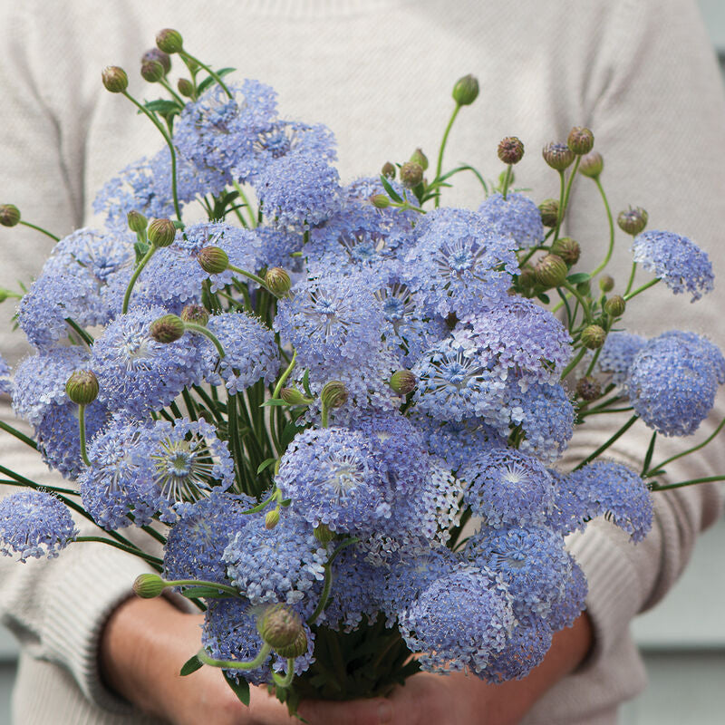 Lacy Lavender Blue
Didiscus Seed