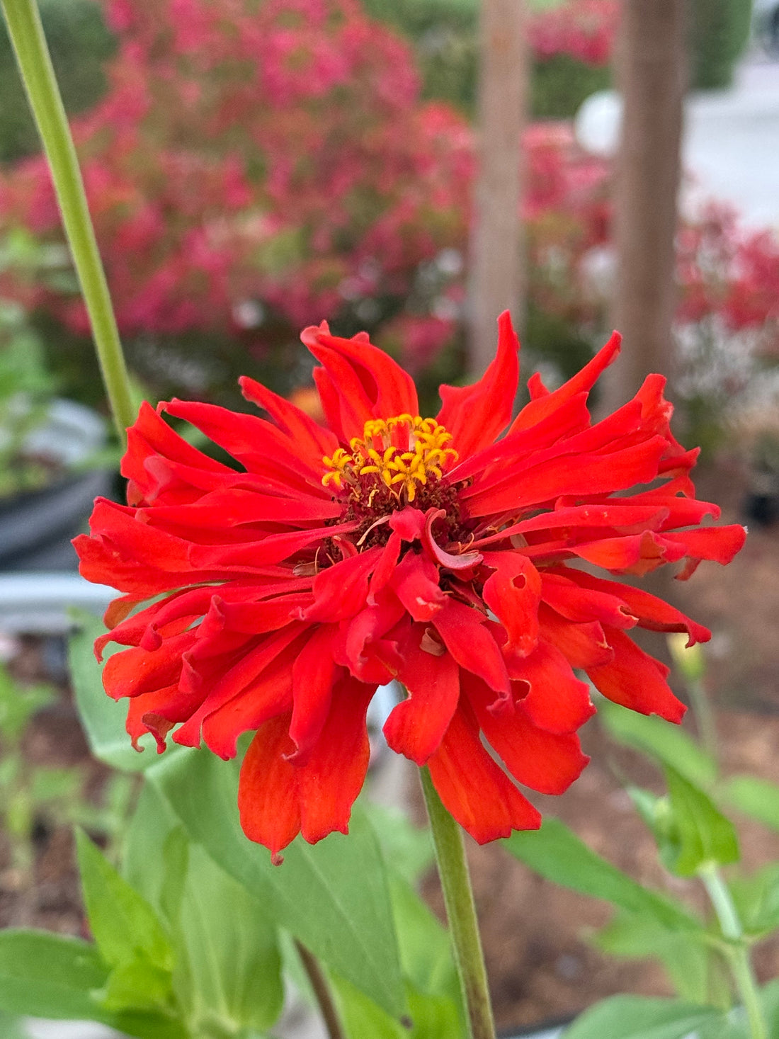 Redman Super Cactus Zinnia Seed