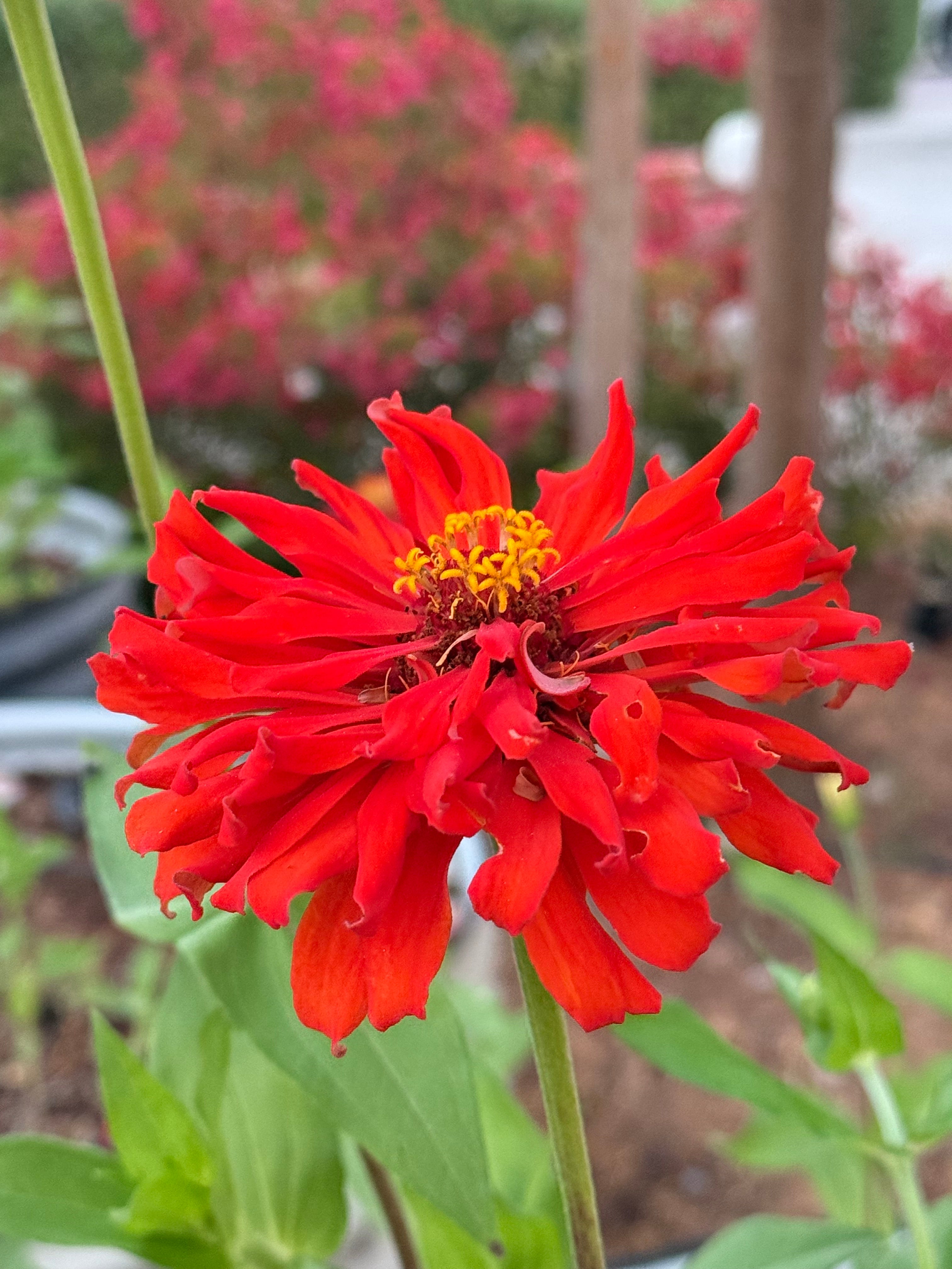 Redman Super Cactus Zinnia Seed
