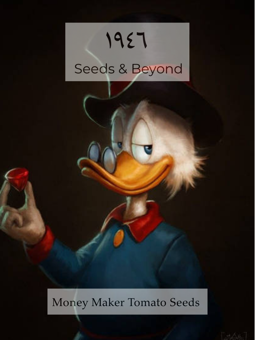 Money Maker Tomato