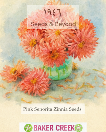 Pink Seniorita Zinnia Seed
